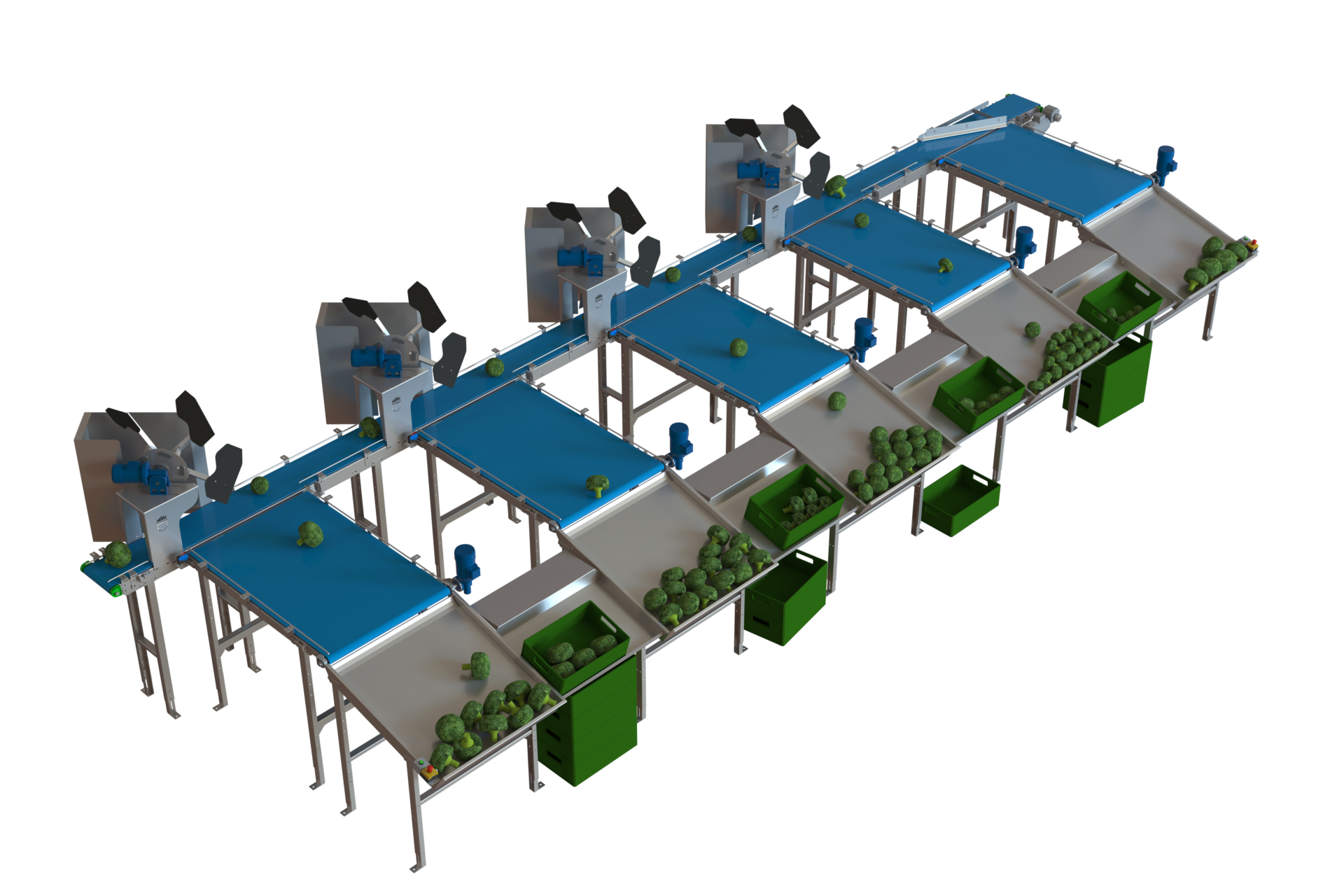 BROCCOLI SORTING MACHINE Burg Machinery